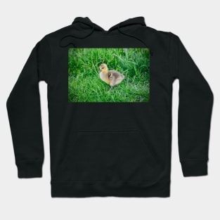 Chick / Swiss Artwork Photography Hoodie